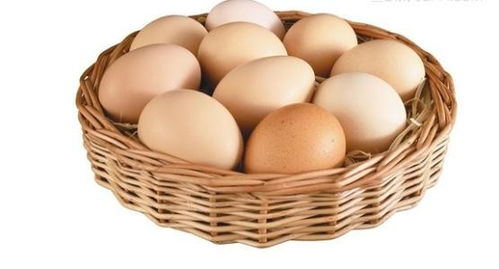 为什么有的鸡蛋不能孵出小鸡 