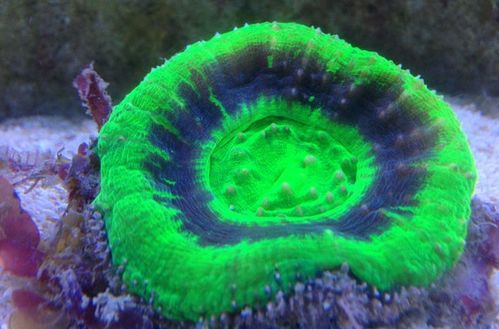 甜甜圈珊瑚跟八字脑的区别 