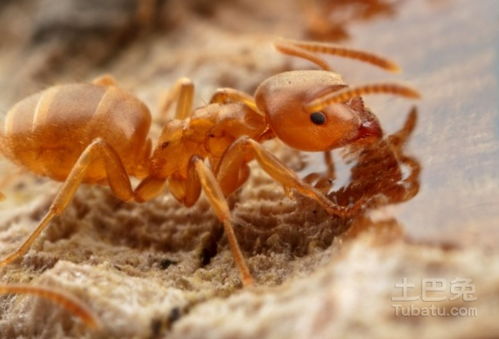 红蚂蚁简单介绍