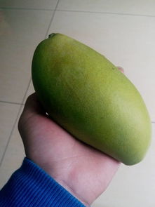 青芒果硬硬的要多久才能吃,青芒果硬硬的要多久才能吃?