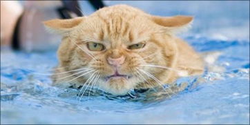 猫会游泳吗 0.0 