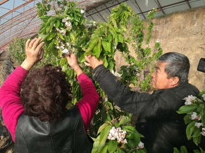 呼和浩特春节采摘受追捧 体验别样年味