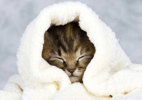 养宠经验 猫感冒吃什么