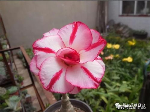 漂亮又好养,一年四季有花开