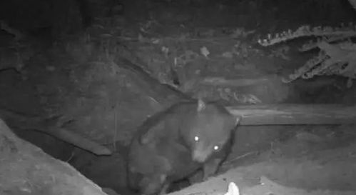 被考拉和兔子闯进家门,这只袋熊真是好惨一熊