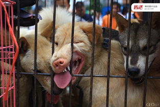 广西玉林狗肉节 全球吃狗争议 