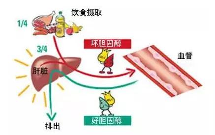 如何让胆固醇水平保持正常