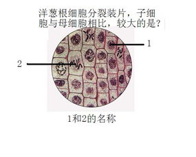 洋葱根尖细胞分裂绘图 搜狗图片搜索