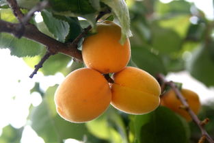 杏子的杏组词
