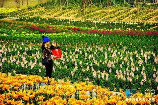 美炸天 发梦也猜不到台山旁边就藏着一片五彩的格桑花海