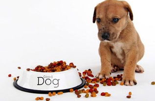 打开狗狗胃口方法有哪些,狗狗吃什么可以开胃 