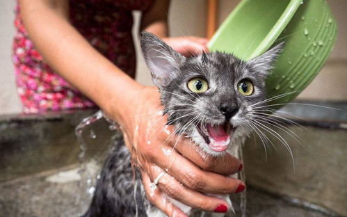 喵星人小课堂 猫咪能不能洗澡 如果必须洗澡,怎么做伤害最小
