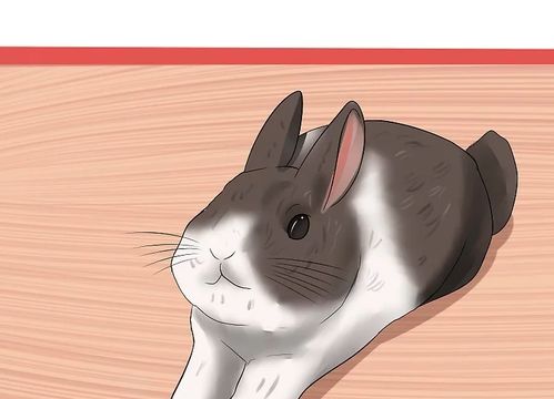 如何判断兔子的年龄