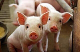 饲料企业蜂拥养猪意味着什么
