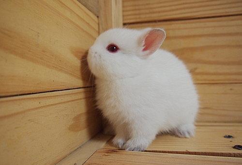 养一只兔子像仓鼠,波兰兔太袖珍了