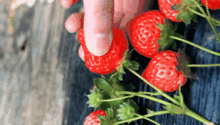中山这个生态农场草莓采摘2大1小仅19.9元 还有豪华烧烤套餐