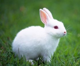 兔子的尾巴有什么作用 