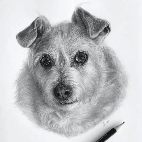 专业画狗的艺术家有多强 看到她的作品,汗毛都竖起来了