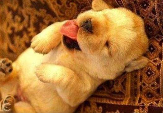 狗狗喜欢 吐舌头 ,除了散热之外,还有这6个原因