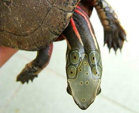 四眼斑水龟 