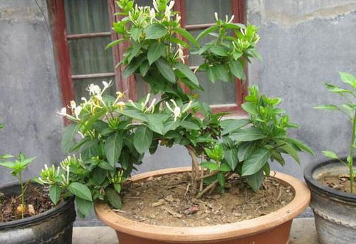 园艺新人 爱喝茶,盆栽什么植物好 养此3款,观赏兼顾食用