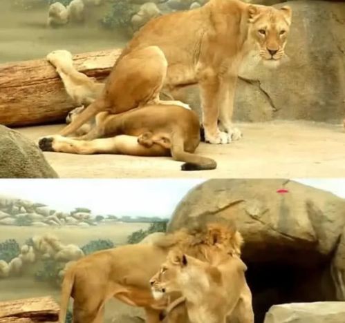 雄狮正晒日光浴,母狮子过来一屁屁坐它脸上,雄狮的反应让人笑喷