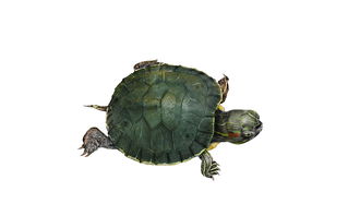 乌龟CG