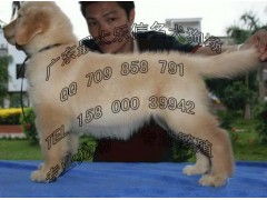 广州金毛寻回犬一只多少钱 广州哪里可以买到金毛导盲犬 