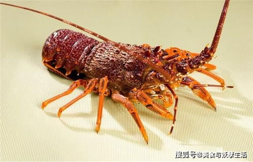 冷知识 我们常吃的龙虾,原来不会老死,而且血液是无色的