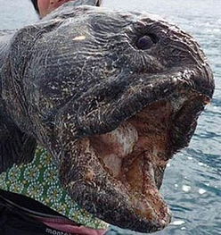 日本渔民捕到巨型狼鱼 体长2米形如怪物 