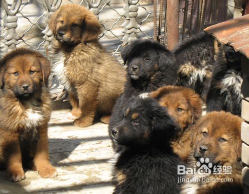 肉狗养殖之幼犬养殖技术 