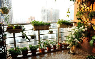 阳台养什么花好吸风水旺财,阳台适合养什么花比较旺宅？