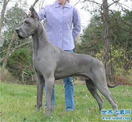 大丹狗是世界最高狗,美国曾出现2.1长的大丹狗 