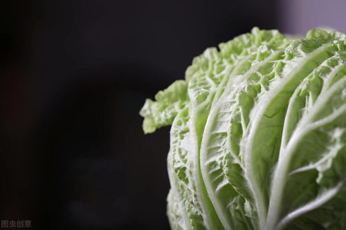 夏秋大白菜的防旱措施及管理要点,五到六月份的白菜种植技术