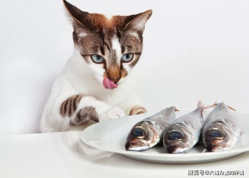 猫咪可以吃鱼吗 吃鱼可能带来这些坏处,这5种鱼尽量别给猫吃