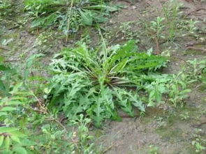 农村的这几种野菜,营养价值直追土鸡,你吃过几种