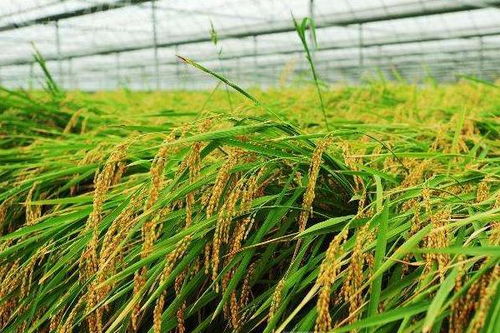 水稻生长过程,杂交水稻的生长过程？