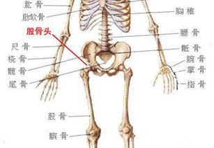 股骨头坏死分不开腿怎么办