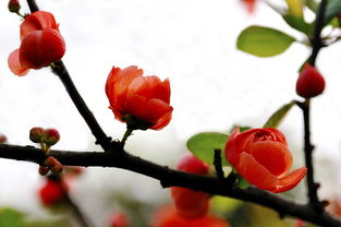 红宝石海棠花会结果吗？