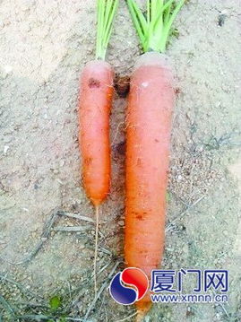 翔安多名农户买到疑似问题胡萝卜种子 损失惨重 