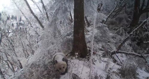 四川松潘县白羊自然保护区拍摄到多种珍稀动物影像