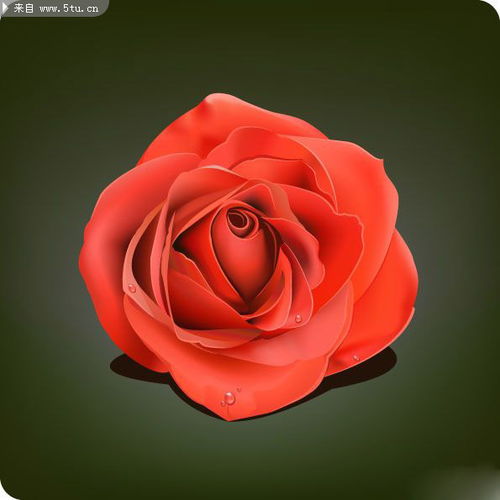 超精细红玫瑰图片