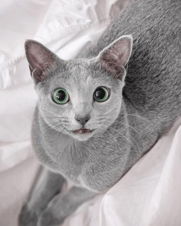 一对超美的蓝猫拥有 特殊眼瞳 ,却遭网友调侃 汤姆,是你吗