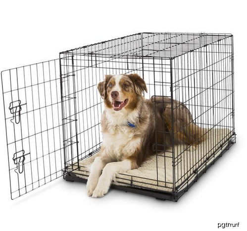 帮狗狗选购笼子你要考虑这三个方面,狗笼选不好,狗狗回笼像坐牢