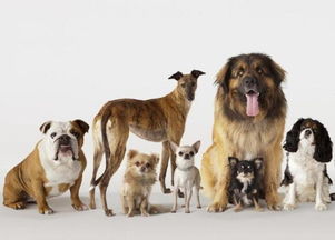 狗的遗传多样性