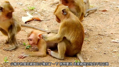 小猴子被同类欺负,这只小猴子是做错什么了,猴缘这么不好