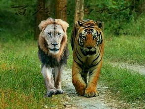 如何与老虎、狮子等猛兽拍出霸气的合照(老虎和狮子搏斗的视频真实的)