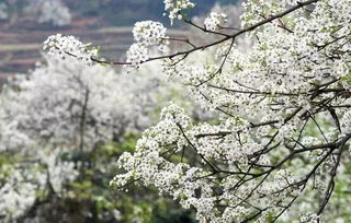 2017长沙最全春季赏花时间表 请火速收藏