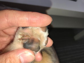 两个月的狗,爪子干裂,怎么回事 如何治疗 