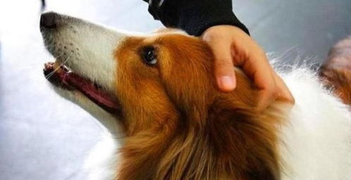 人们喜欢摸狗的头,但你知道它在狗的世界里代表什么吗